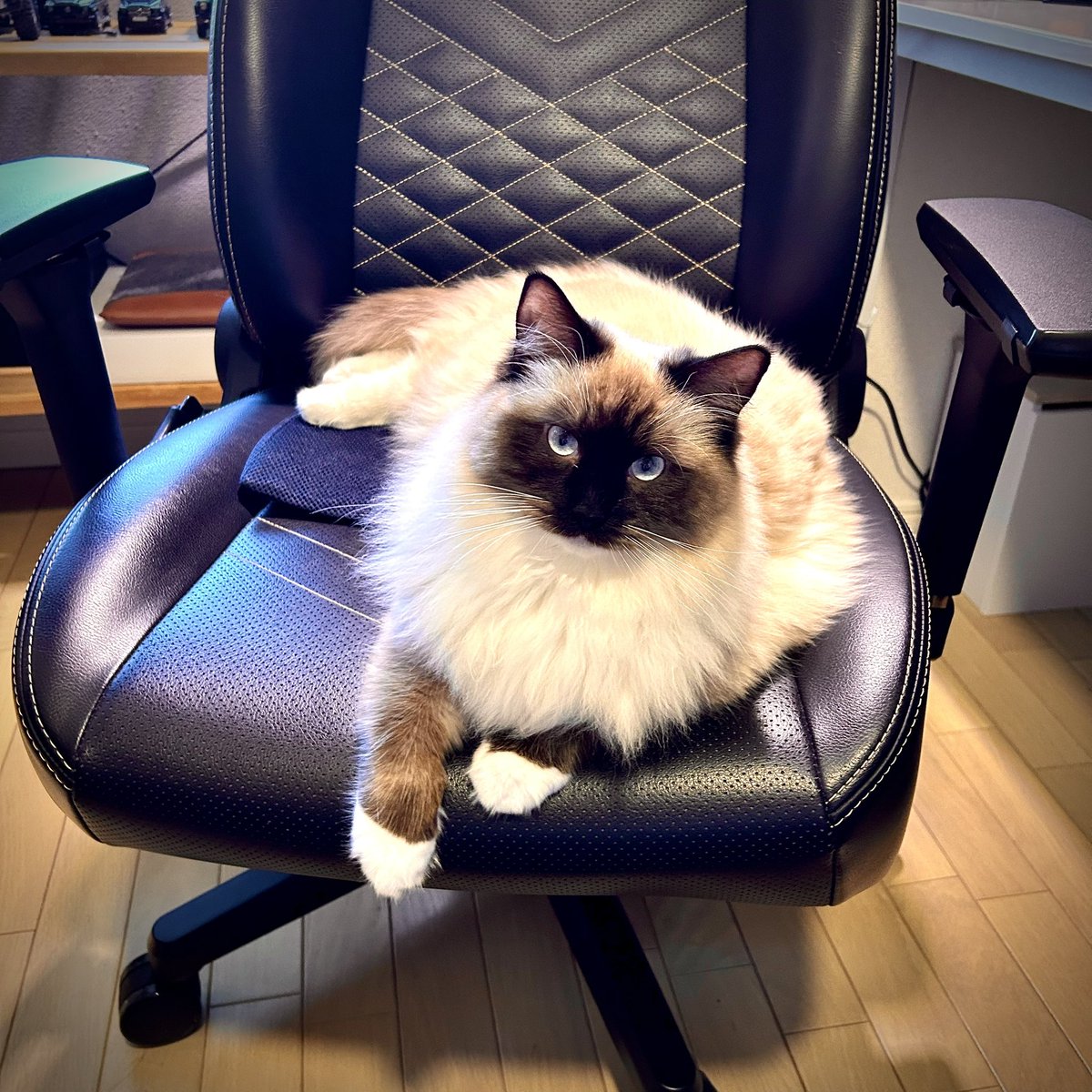 creative_egg_jp's tweet photo. 仕事をさせてもらえないの図。

#猫 #猫がいる暮らし #スコティッシュ #ブラウンタビー #ラグドール #シールポイントミテッド https://t.co/Fd8T8UX1XJ