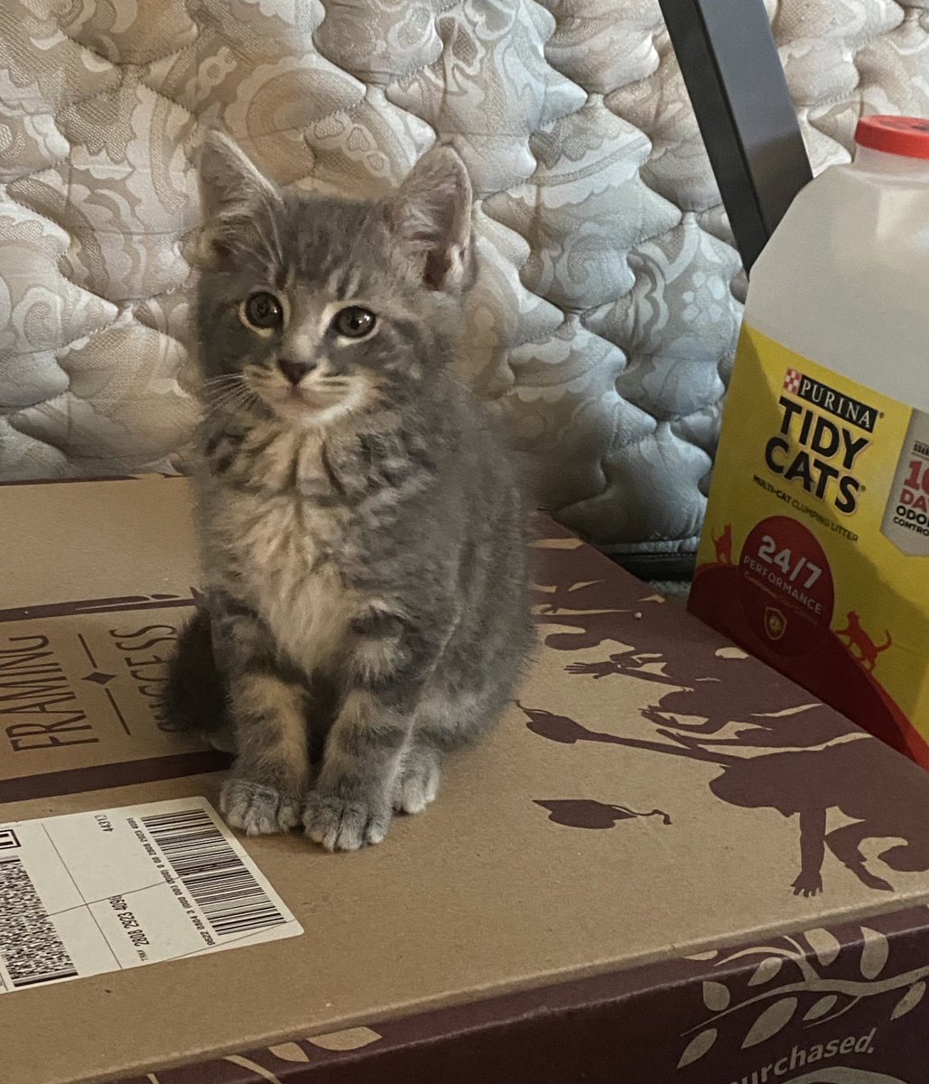 graciiiebenson's tweet image. We have had Emerson since the end of October it’s FEBRUARY how has he gotten so big?!?!!