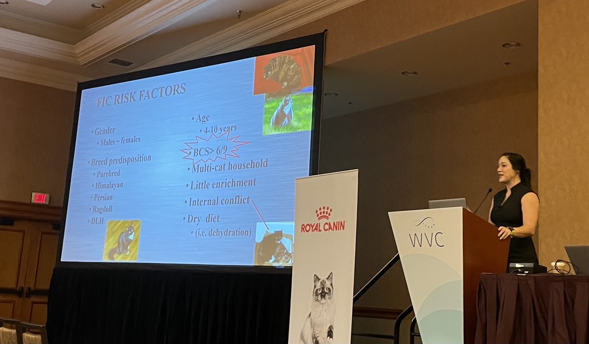 emmamilnethevet's tweet image. Cats are such subtle creatures. Bladder issues due to stress are a major problem. Please talk to your vet, keep your cats slim, avoid stress such as other cats and indoor living. See my FB or Instagram for the longer version of this. #wvc2023