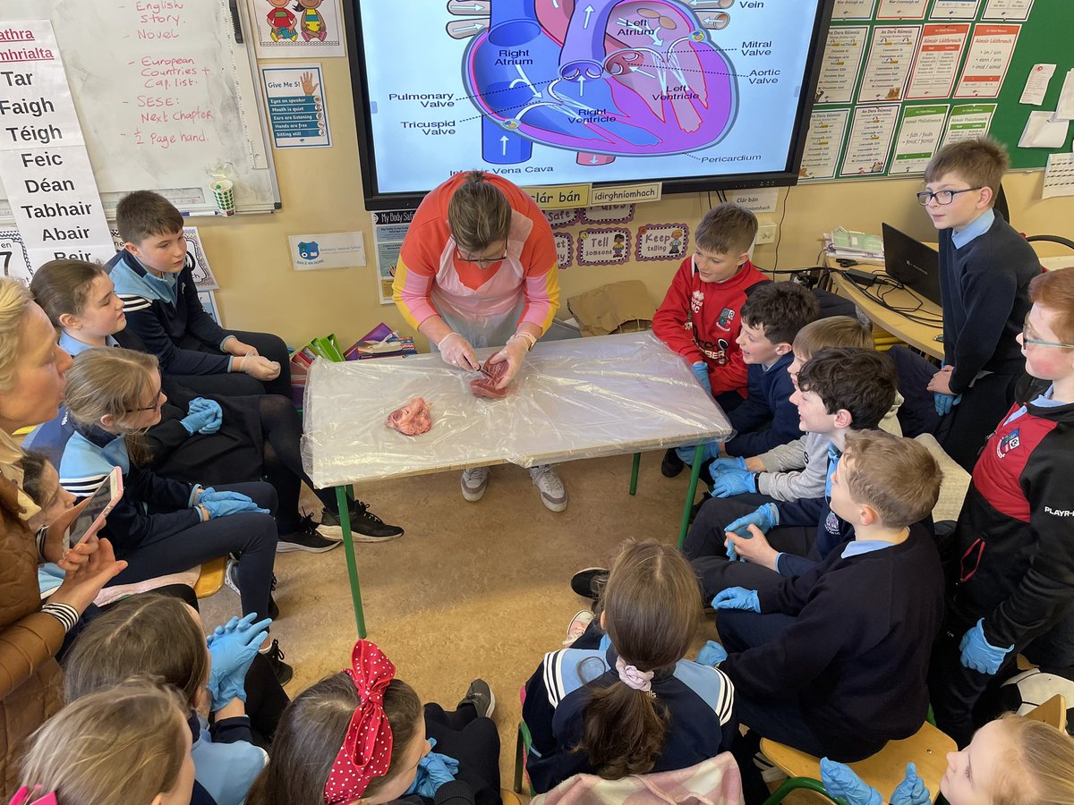 BallinderryNS's tweet photo. 5th class are learning all about the heart and got to dissect a pigs heart today. https://t.co/LlTyrjuDu4