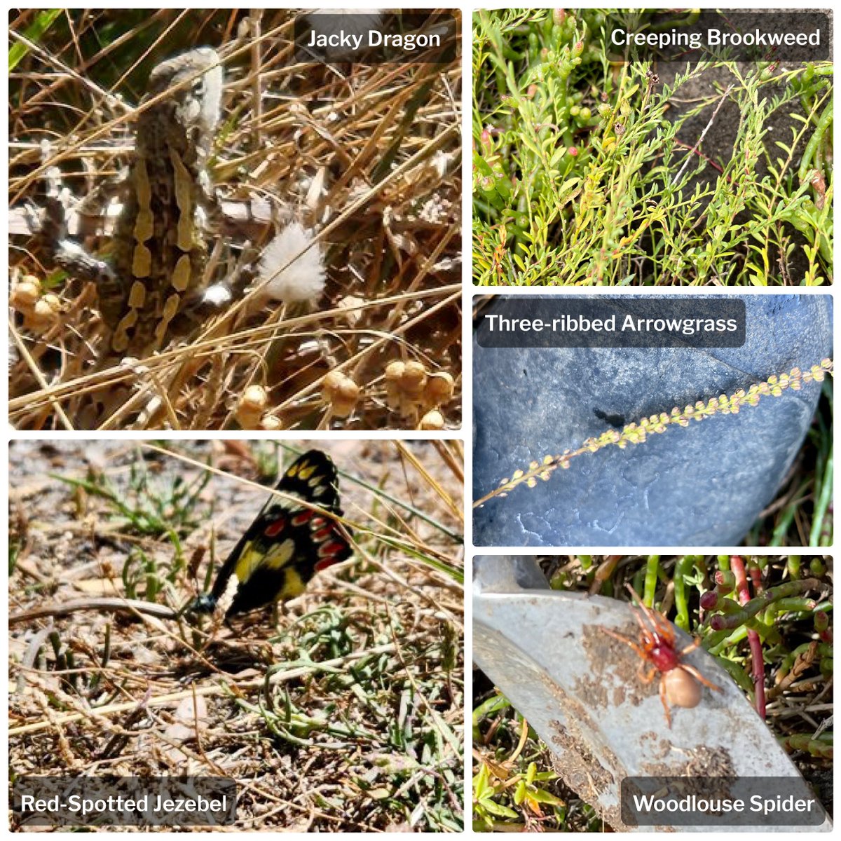 We could talk for hours about why restoring wetlands is so important, but some of the key benefits are easy to see when you're out there. Here's a few of the interesting species we’ve found while working to #ReGenOurCoasts 

#generationrestoration #wetlandwednesday
#BeachEnergy