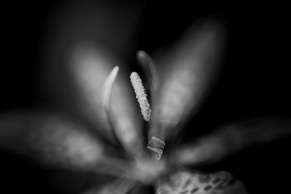 𝕯𝖎𝖏𝖎 📸 🦉| dijaraj.eth ⌐🆇-🆇 tweet media