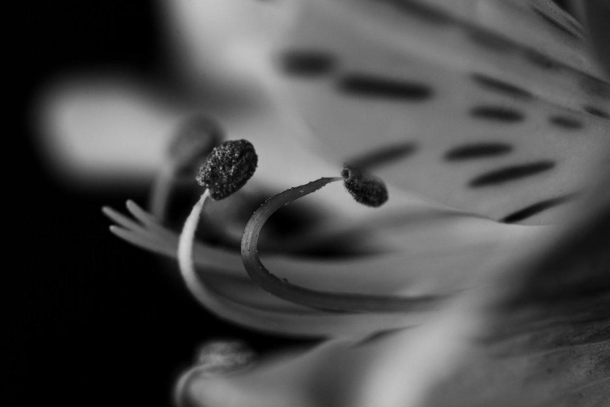 𝕯𝖎𝖏𝖎 📸 🦉| dijaraj.eth ⌐🆇-🆇 tweet media