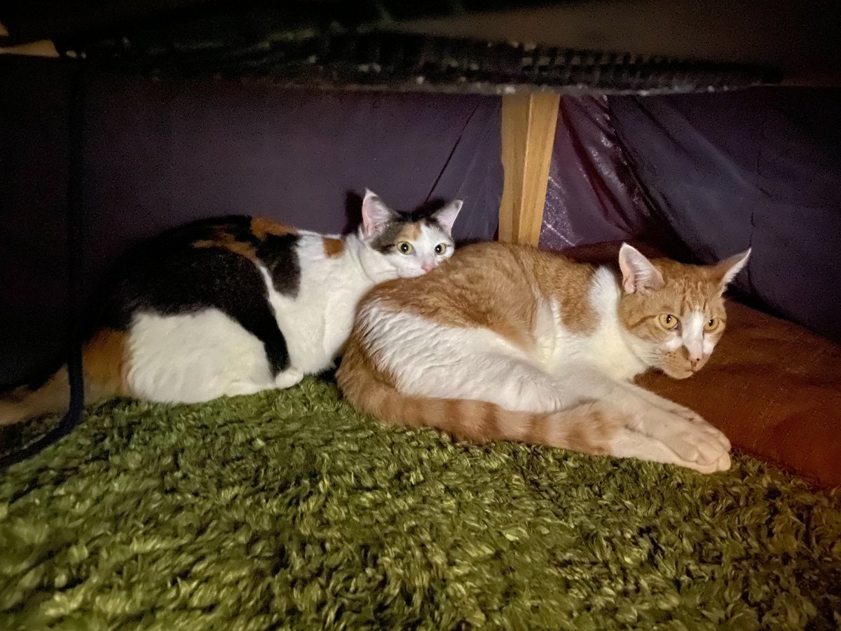 okoge_ten's tweet photo. 猫の日なんで久しぶりに！
#猫の日 https://t.co/c5A6hflncl
