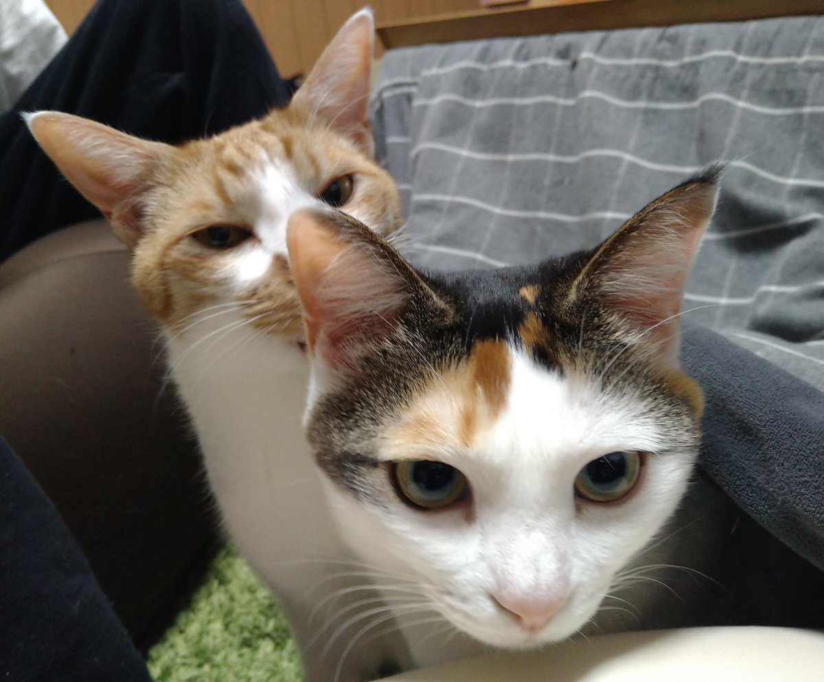 okoge_ten's tweet photo. 猫の日なんで久しぶりに！
#猫の日 https://t.co/c5A6hflncl