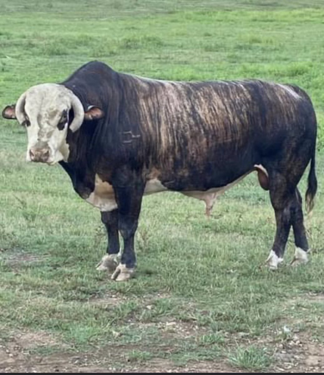 FinishFirst3's tweet image. Bucking Bull Supplements at FinishFirstEquine.com