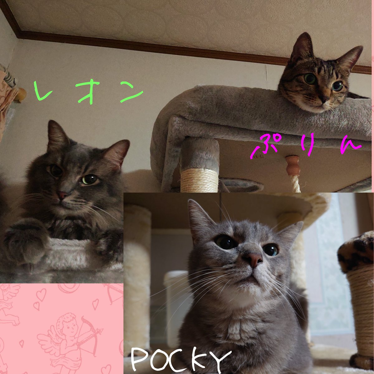 leontoissho's tweet photo. 今日はニャンニャンニャンの日🐱
改めて3ニャン紹介と若かりし頃の写真
 #ニャンニャンニャンの日  #猫好きさんと繋がりたい https://t.co/8IW27lpAoN