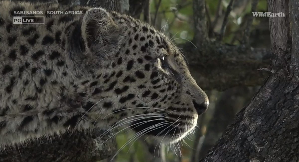 Meaghan_Edwards's tweet image. Thought that looked familiar ❤️#Ntsumie #WildEarth @WildEarth #Thandi