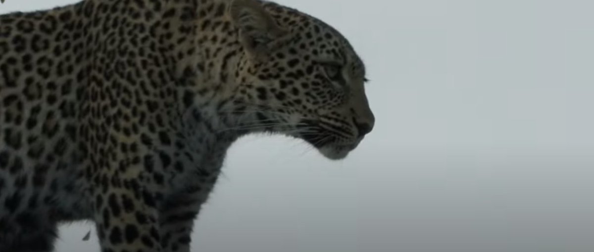 Meaghan_Edwards's tweet image. Thought that looked familiar ❤️#Ntsumie #WildEarth @WildEarth #Thandi