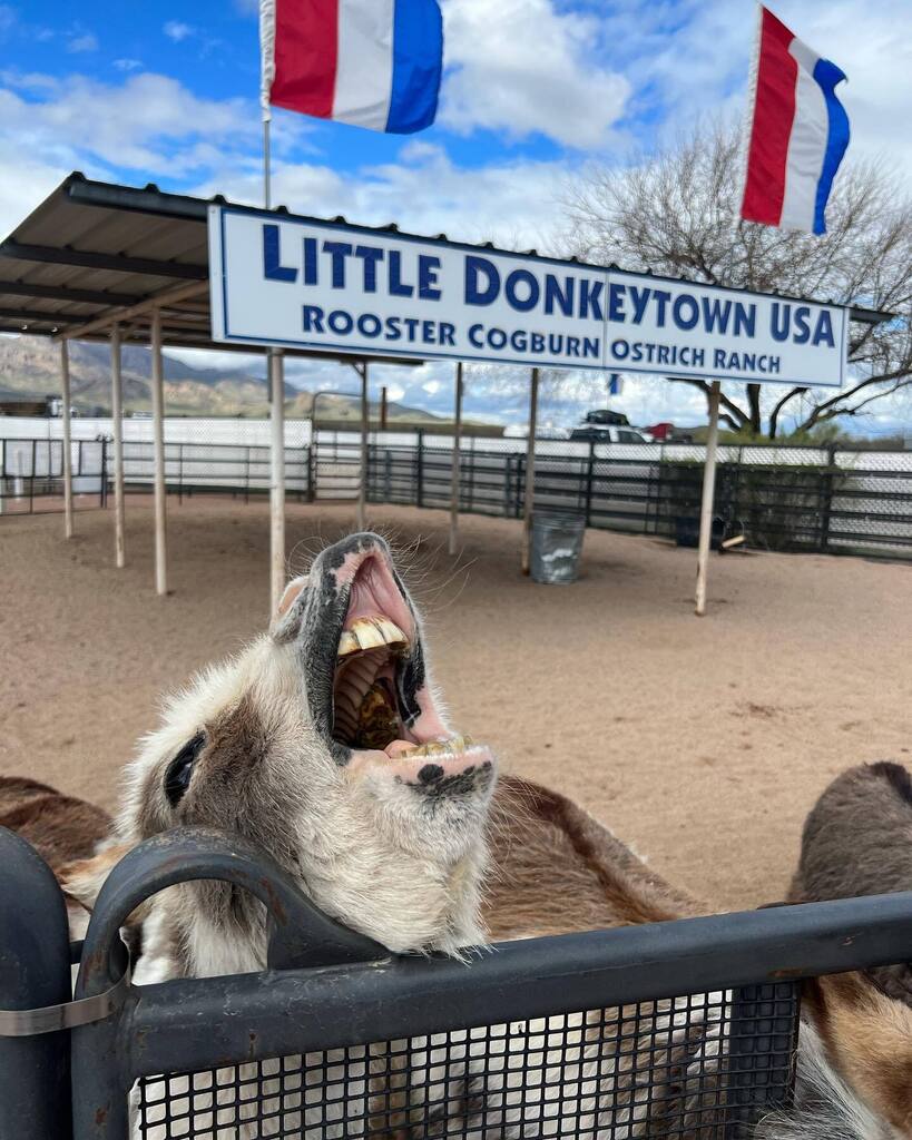 Kdabbler's tweet photo. Meme-worthy fun. #vacationmode #animals #donkey #donkeysofinstagram #ostrich #wherearemypeeps https://t.co/Fd4uqXOEum https://t.co/G3BbkNRv1q