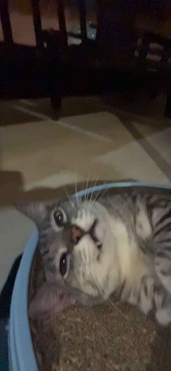 sezairi's tweet photo. My cat when she saw me on FaceTime. https://t.co/Xf0Qw4O7JG