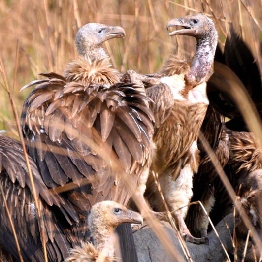 mediaindiagroup's tweet photo. Kerala Forest &amp; Wildlife department, along with its counterparts in #TamilNadu &amp; #Karnataka will organise first synchronised #vulture survey in select regions of #westernghats on Feb 24, 25 &amp; 26. #MIG @CMOTamilnadu @aranya_kfd https://t.co/r6PvHWBc2S