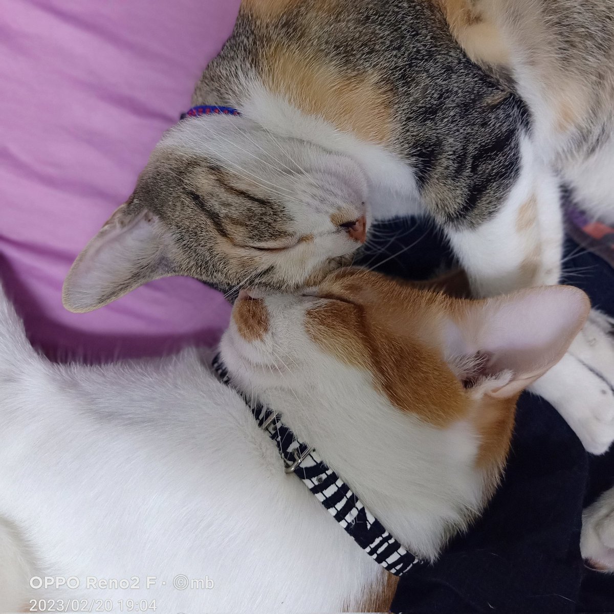 Maryfaeries's tweet image. #NewProfilePic