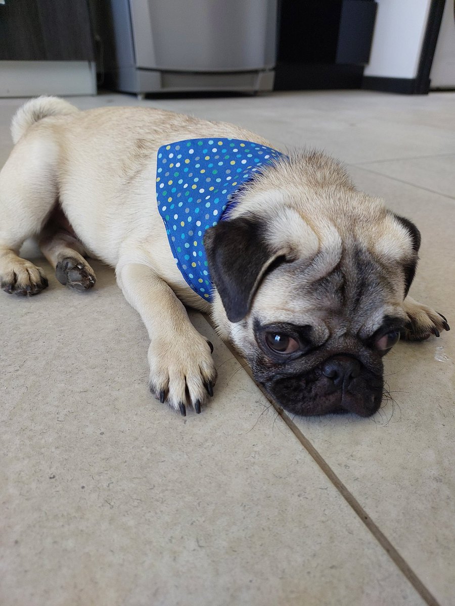 NatiMog's tweet photo. Hoy bañaron a Joy y lo dejaron guapísimo, casi 6 meses y 7 kilos de puro amor 🥰😍 https://t.co/MbYn5RmZon