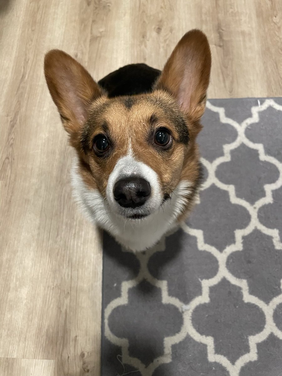 mquin24's tweet photo. @orthogal21 Poppy is always happy to lend a paw https://t.co/sxHok8whxn
