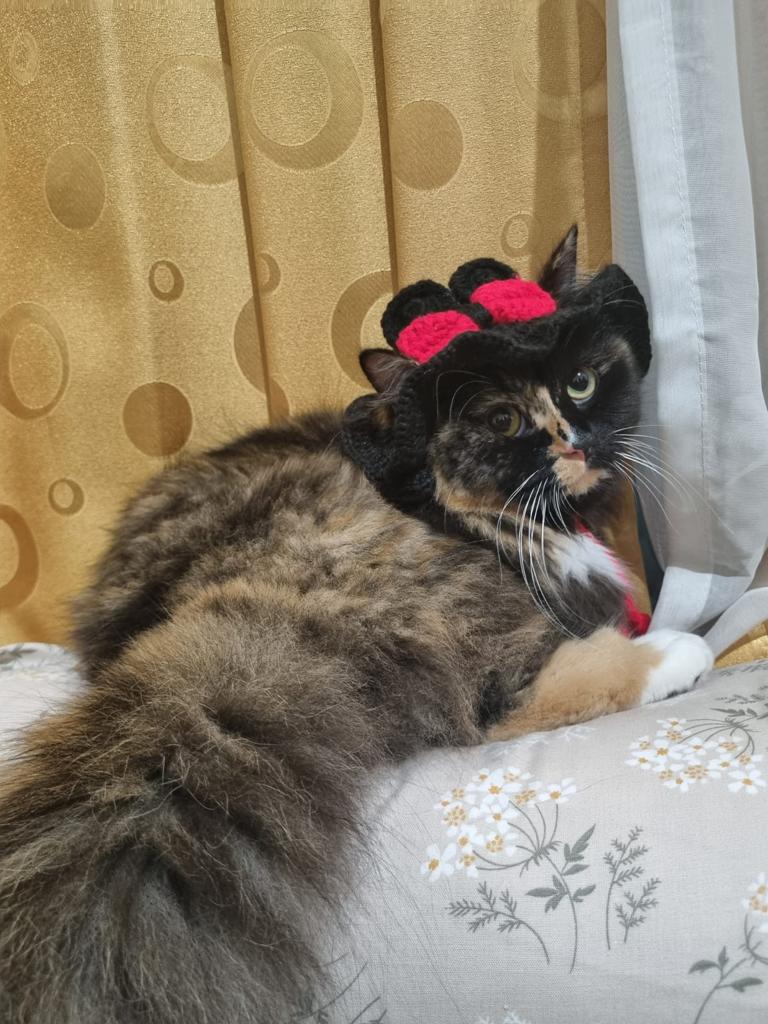 kiwisikucing's tweet photo. Good meowning ❤️🐱 https://t.co/0Zkr21JU7u