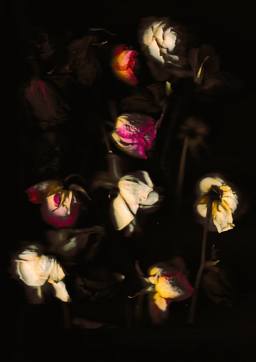 Vee 💙 (@bunnyandbear9) on Twitter photo Hey Fam! 💙
My newest flower collection on #Tez is live on
<a href="/objktcom/">objkt.com</a> at 4 Tez! The Botanical Collection is a celebration of my flower photography and all proceeds go towards supporting <a href="/Cayden_and_Nico/">Cayden | Christie's | DRiP | Salvor 🔺💧🌈🤖</a>!🌺🪷🌸
#TezFlava #tezos #s0meone_u_know
objkt.com/collection/KT1……… Hey Fam! 💙
My newest flower collection on #Tez is live on
<a href="/objktcom/">objkt.com</a> at 4 Tez! The Botanical Collection is a celebration of my flower photography and all proceeds go towards supporting <a href="/Cayden_and_Nico/">Cayden | Christie's | DRiP | Salvor 🔺💧🌈🤖</a>!🌺🪷🌸
#TezFlava #tezos #s0meone_u_know
objkt.com/collection/KT1………