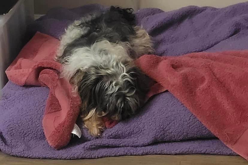 TaffysTouch's tweet photo. Little Lucy found her cozy spot and follows her foster mom every step of the way. If you take Lucy, you also take the red towel as she carries it with her everywhere 😆 To apply https://t.co/kSgkcf44Q0 https://t.co/Cp2U9nFOYj