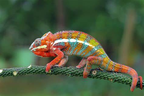 bimo_muhammad's tweet photo. @rickacrane i want shifter into chameleon https://t.co/ro7RSoonm9