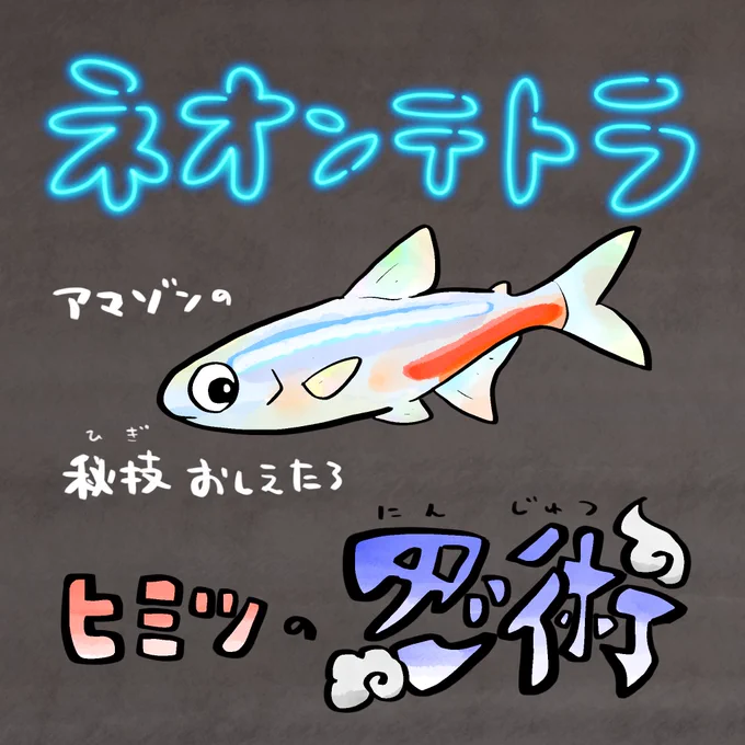 忍者の日、忍術が使える魚がいる 