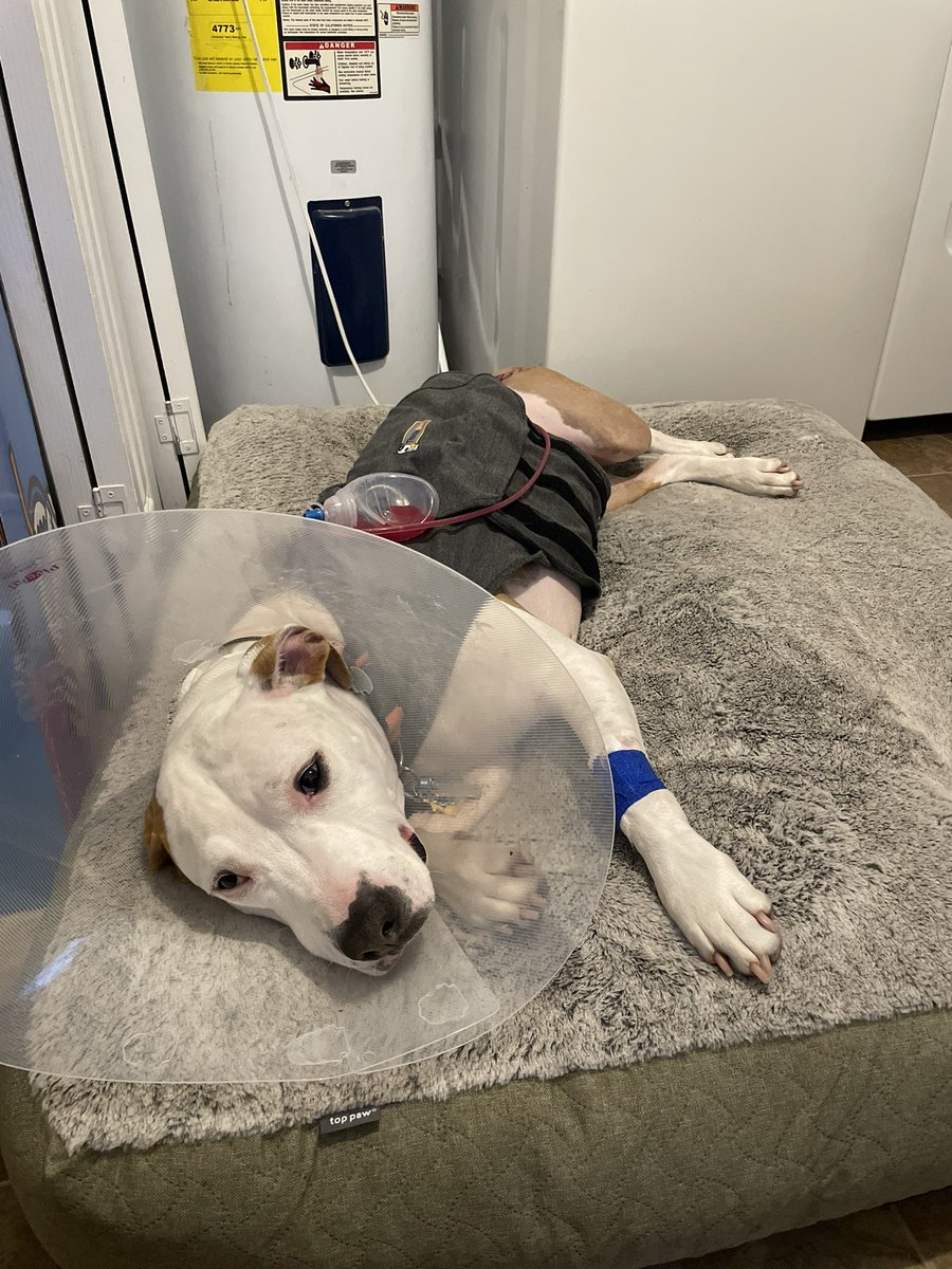 thanks so much <a href="/FETCHaCure/">FETCH a Cure</a>  this guy pnut and his dad are so over the moon right now because they did not have the funds to actually allow for osteosarcoma surgery as well as chemo. What a wonderful organization.