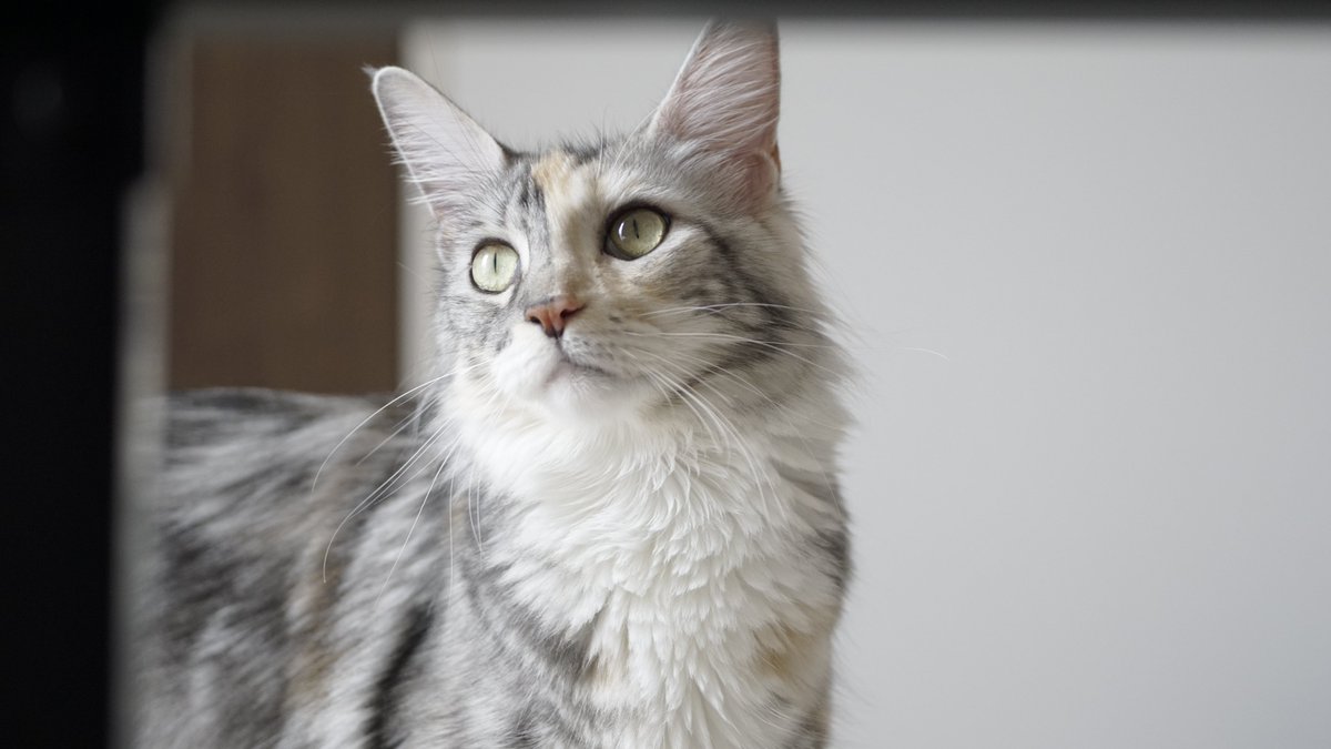 hsnrnnn's tweet photo. #猫の日 https://t.co/G0q8yFAHF8