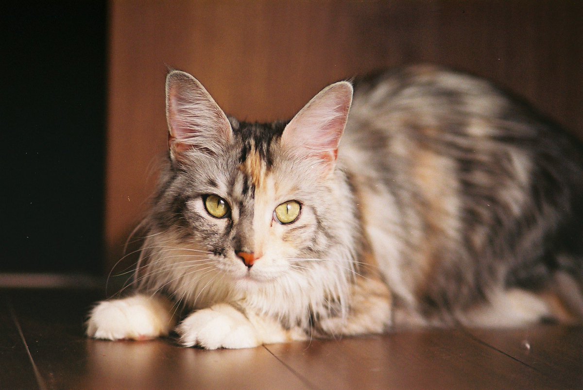 hsnrnnn's tweet photo. #猫の日 https://t.co/G0q8yFAHF8