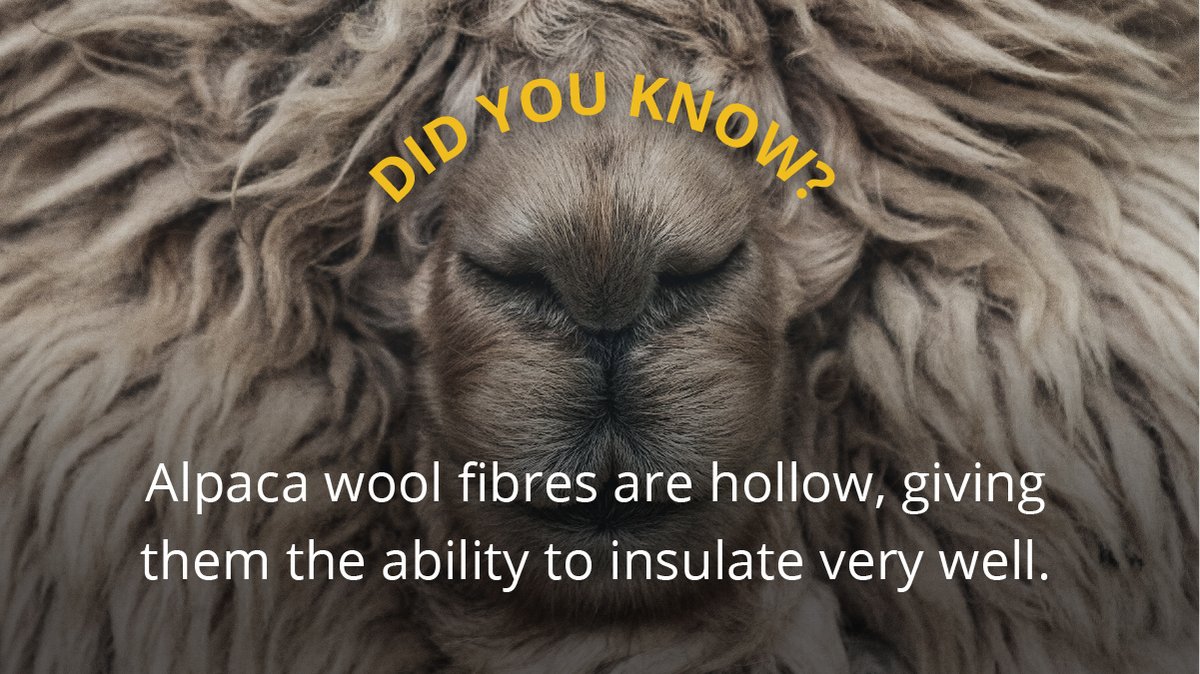 Alpaca wool fibers can insulate very well because they are hollow! This means they can easily absorb moisture and wick it away. As a result, alpaca farming has become a worldwide cottage industry.

#alpacafarm #alpacalife