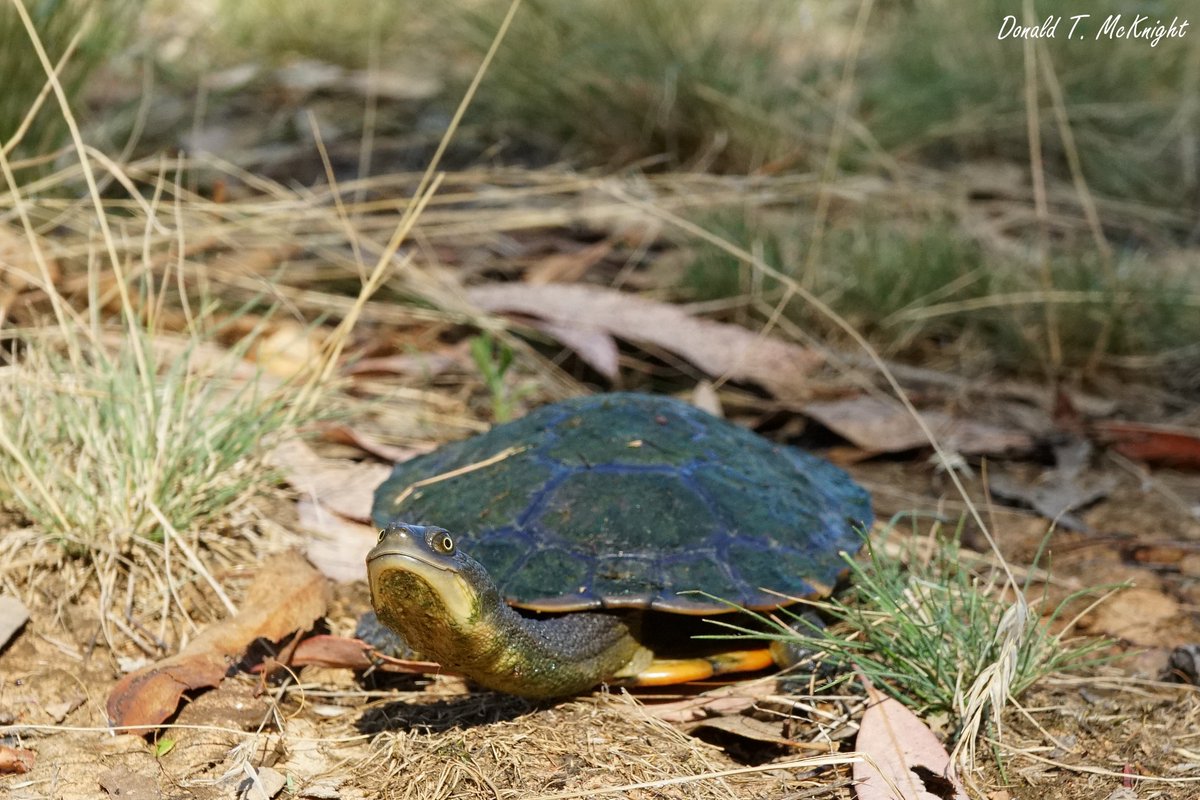 donaldmcknight2's tweet photo. Been catching lots of young eastern longneck #turtles this week. Just look at the adorable little turtle nugget. #Research #Fieldwork #1MillionTurtles #TurtleSAT https://t.co/703USC5rH0
