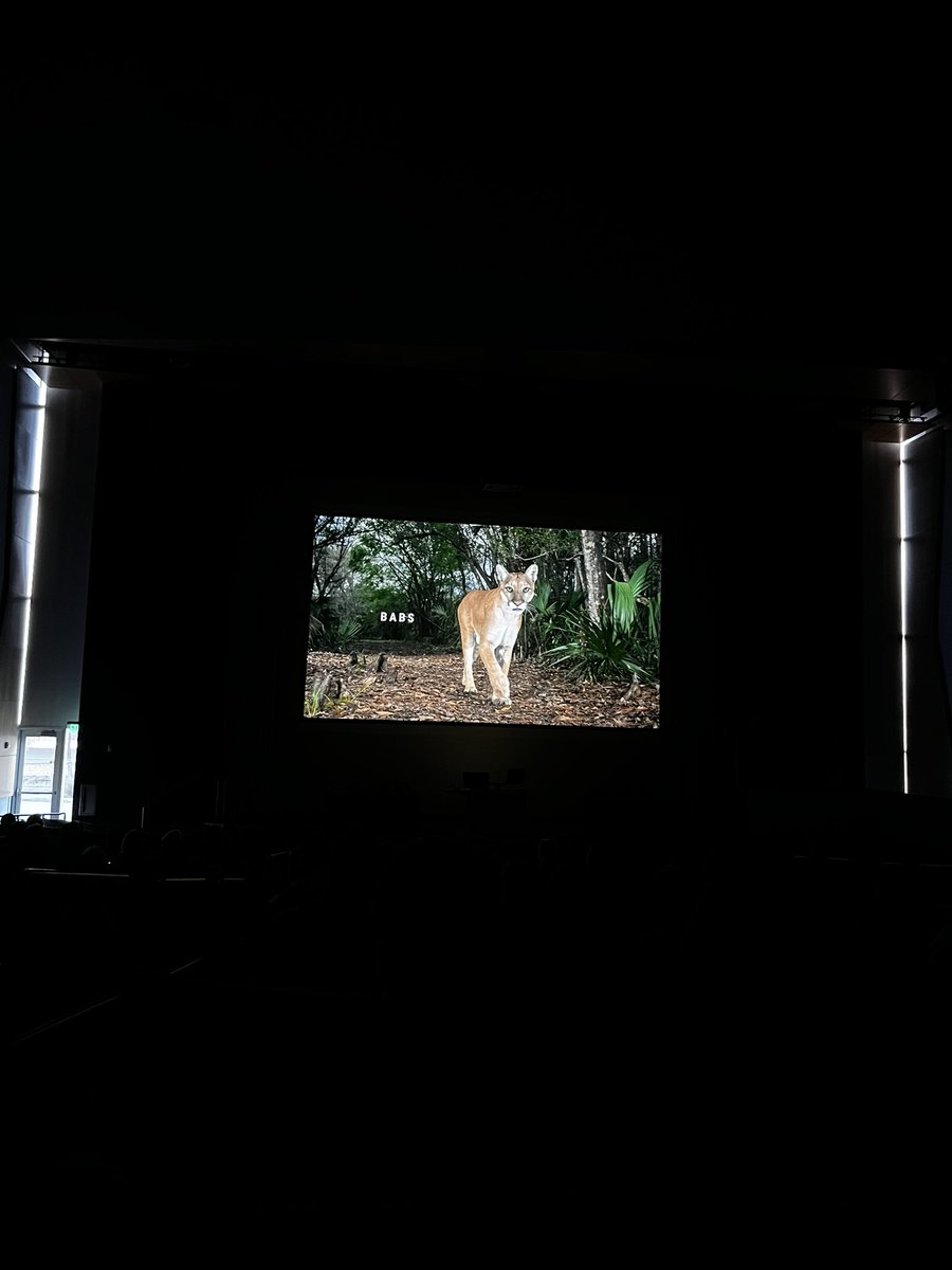 arii_cy's tweet photo. Path of the panther today at FIU. Great documentary about wildlife in Florida. #WeAreFIU https://t.co/JBFDx8E0TM