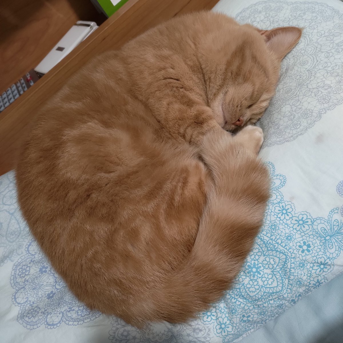 CatTakuma's tweet photo. 猫の日らしいので、久々にアップ(´・ω・`)
#猫の日2023 https://t.co/i03xbR1GAv