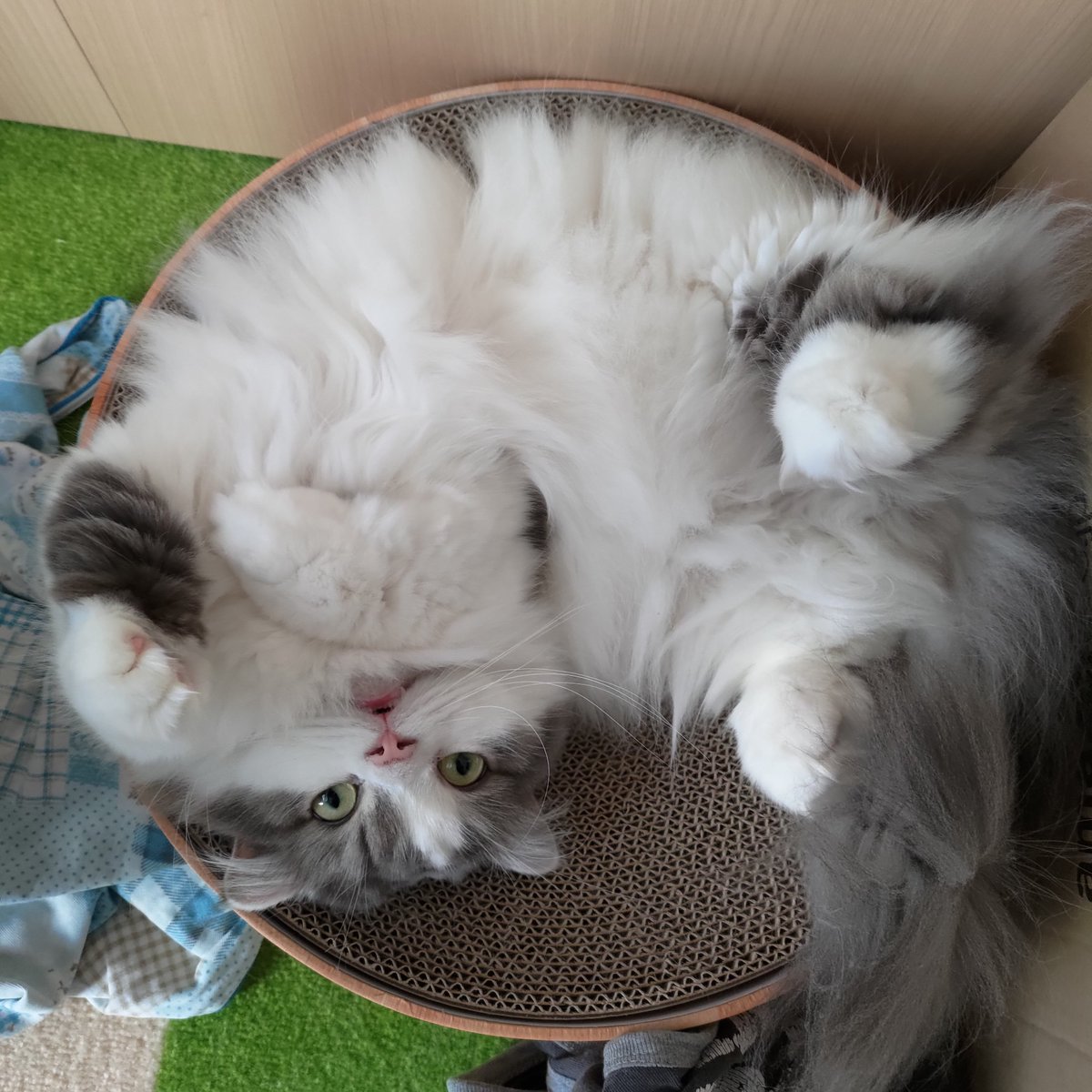 CatTakuma's tweet photo. 猫の日らしいので、久々にアップ(´・ω・`)
#猫の日2023 https://t.co/i03xbR1GAv