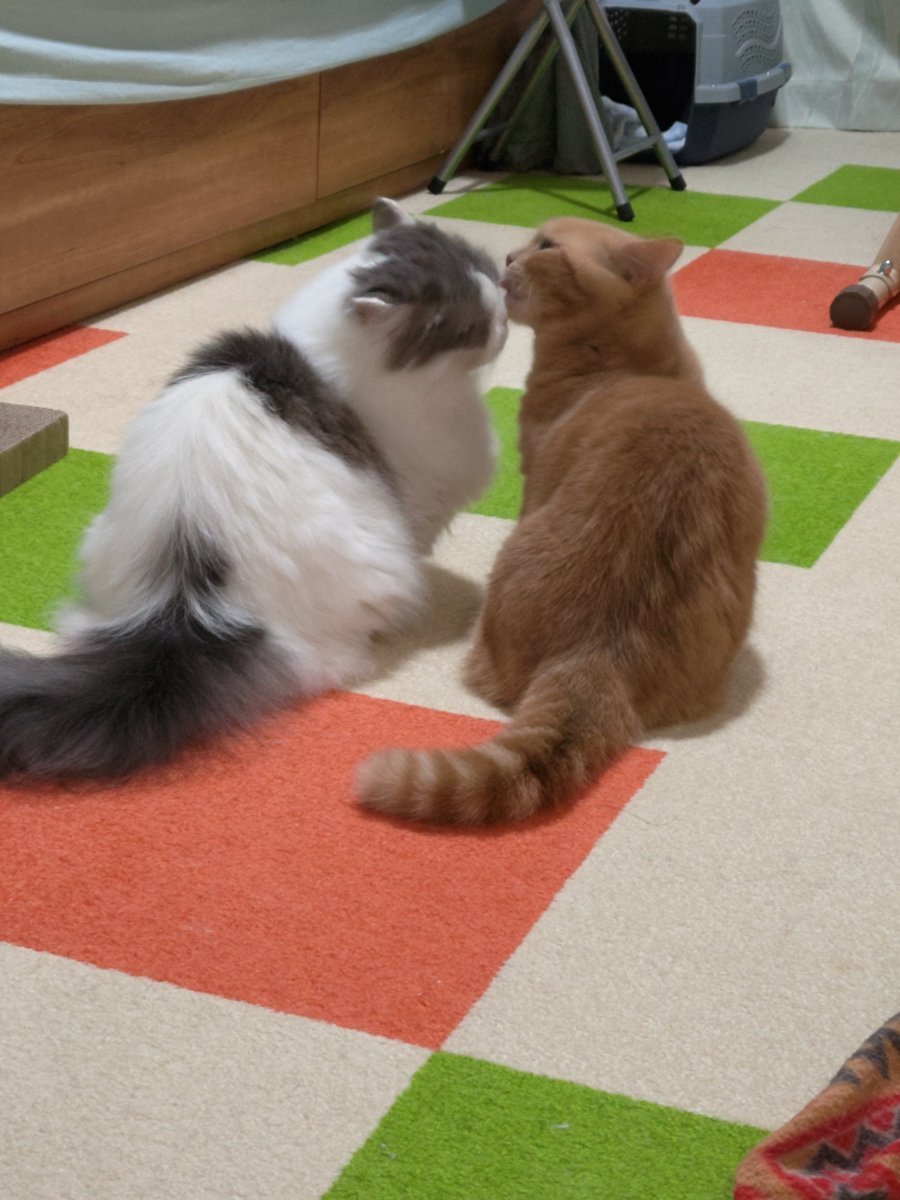 CatTakuma's tweet photo. おまけ2 https://t.co/LbdW60w1FU
