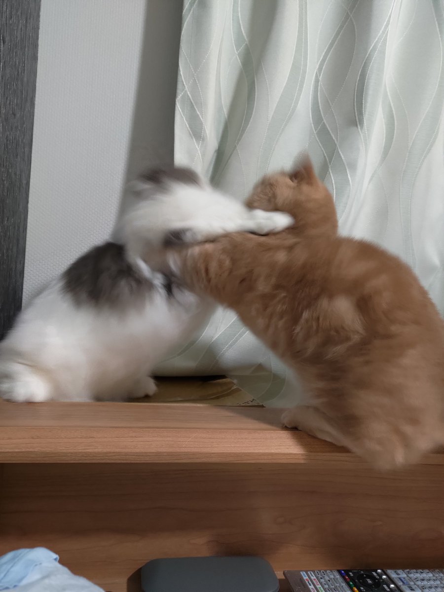 CatTakuma's tweet photo. おまけ1 https://t.co/rXmcevG6vv