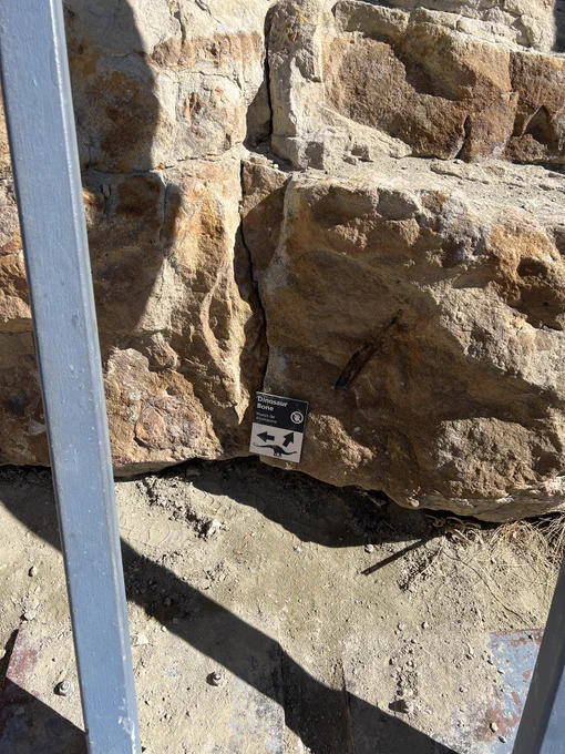 Took the kiddos to Dinosaur Ridge today for the first time to see the trackways and the quarry where the very first Stegosaurus was discovered in 1877. I always forget how close we live in Denver to such an important fossil discovery. It's 30 minutes away! 