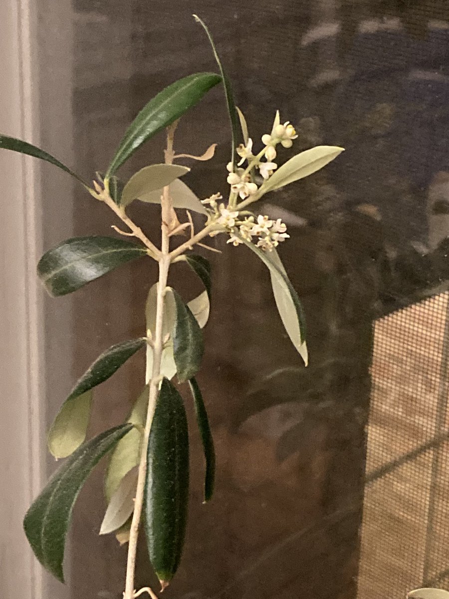 I believe, after 2.5 years, this is my olive tree, producing olives! Amazing…