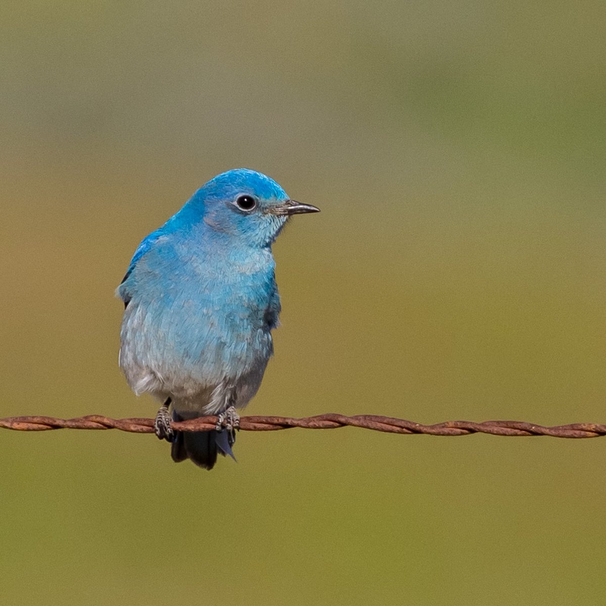 Sorry to break it to you, but this is the best bird in North America.
#MountainBluebird