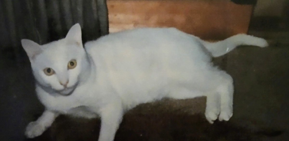 Yomomo✨❤️✨ tweet media