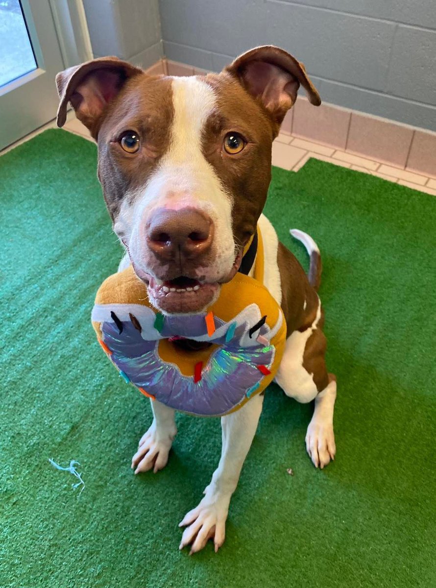 Laissez les bons temps rouler. Happy #MardiGras! I was all ready to celebrate, see a parade, earn some beads and eat a lot of treats, but I’m still here. Who’s bringing me a paczki? 

🎉Toffee, the ready for a party 2-year-old male American Bulldog mix 

#adoptme