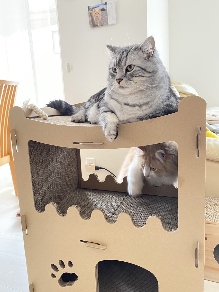 mint__luke's tweet image. 今日は #猫の日😸

前から狙っていた #RAKU の猫用ハウス🏠をプレゼント🎁

早速みんなで使ってくれてお父さん感無量😭

#猫好きさんと繋がりたい #猫のいる暮らし #ねこのきもち #ミヌエット #マンチカン #サイベリアン