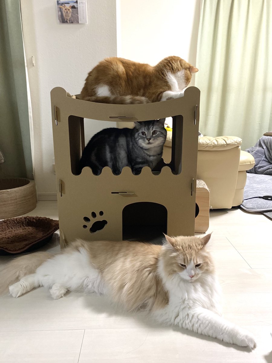 mint__luke's tweet image. 今日は #猫の日😸

前から狙っていた #RAKU の猫用ハウス🏠をプレゼント🎁

早速みんなで使ってくれてお父さん感無量😭

#猫好きさんと繋がりたい #猫のいる暮らし #ねこのきもち #ミヌエット #マンチカン #サイベリアン