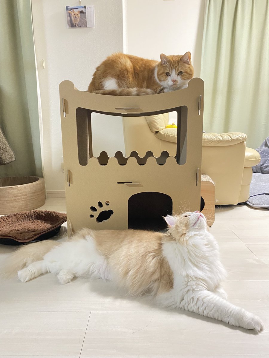 mint__luke's tweet image. 今日は #猫の日😸

前から狙っていた #RAKU の猫用ハウス🏠をプレゼント🎁

早速みんなで使ってくれてお父さん感無量😭

#猫好きさんと繋がりたい #猫のいる暮らし #ねこのきもち #ミヌエット #マンチカン #サイベリアン