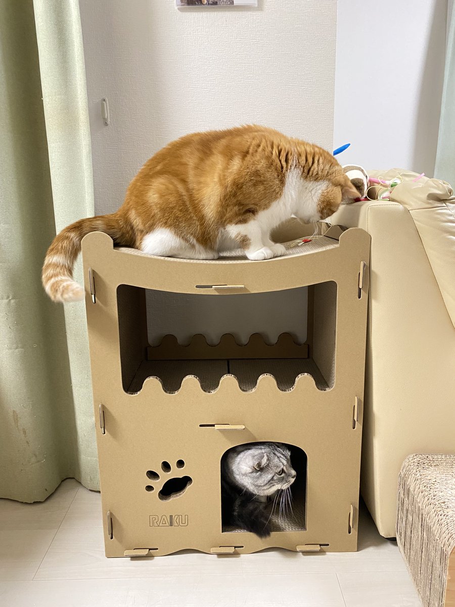 mint__luke's tweet image. 今日は #猫の日😸

前から狙っていた #RAKU の猫用ハウス🏠をプレゼント🎁

早速みんなで使ってくれてお父さん感無量😭

#猫好きさんと繋がりたい #猫のいる暮らし #ねこのきもち #ミヌエット #マンチカン #サイベリアン