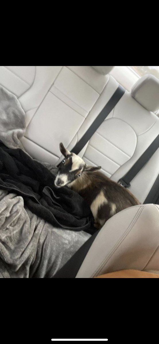 Missing this GOAT today