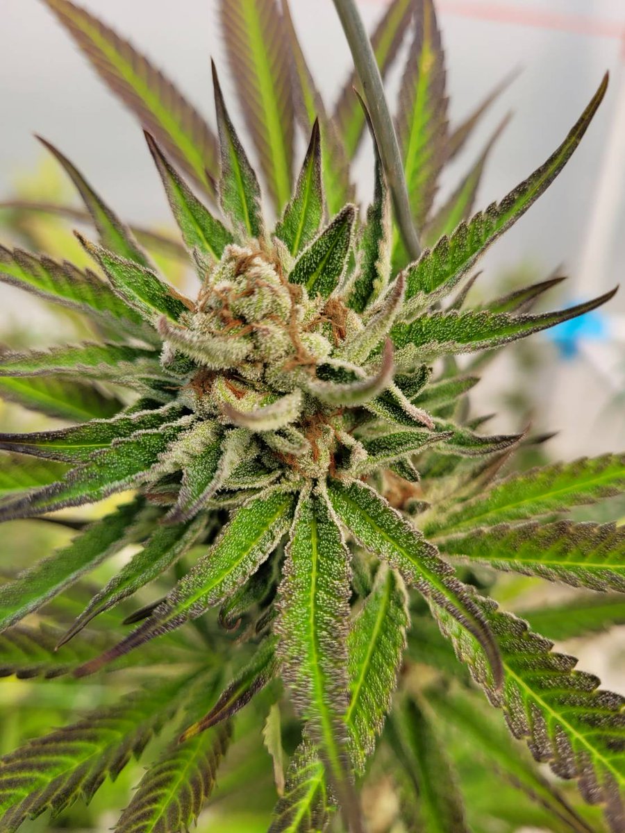 Weedcellar Paccan (@weedcellar_p) on Twitter photo 