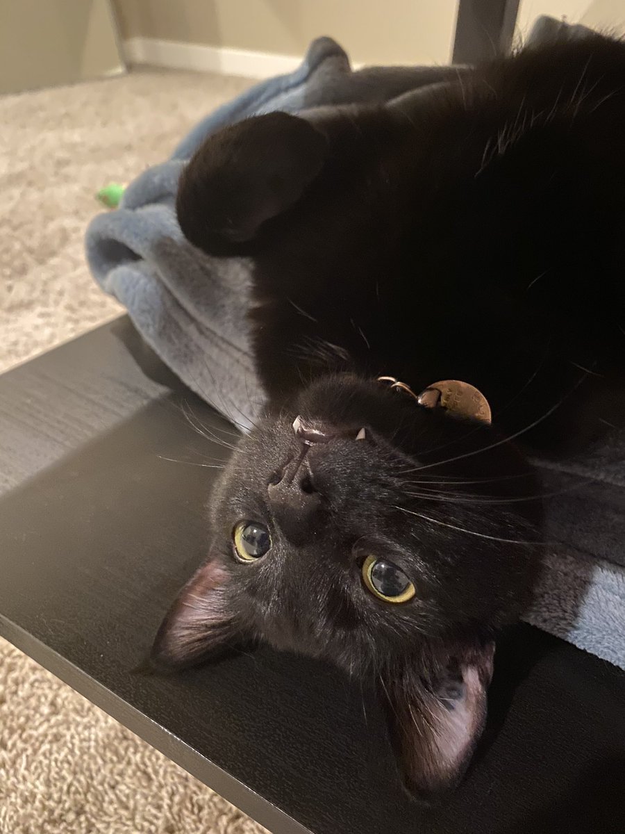 SciFiSleuth's tweet photo. @CatsOfYore Royal Trash Goblin, Sir Klaus https://t.co/nY94DXM6en