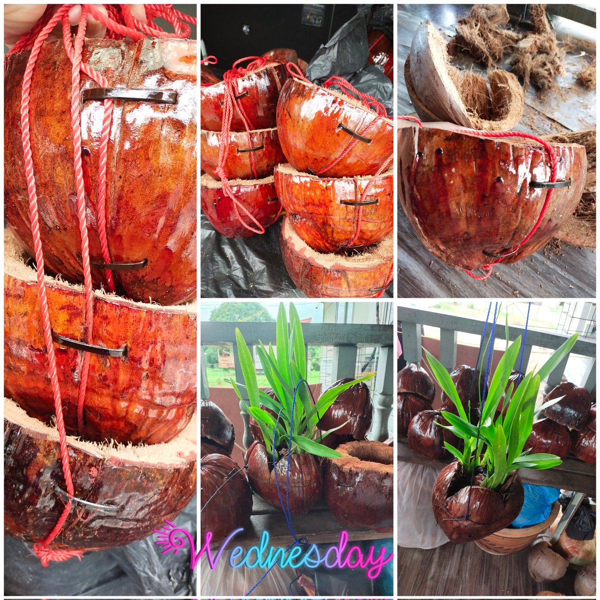 Borneo_local's tweet photo. Good morning...
#pasusabutkelapa
#peminatbungaorkid https://t.co/WsKDeDhd4U