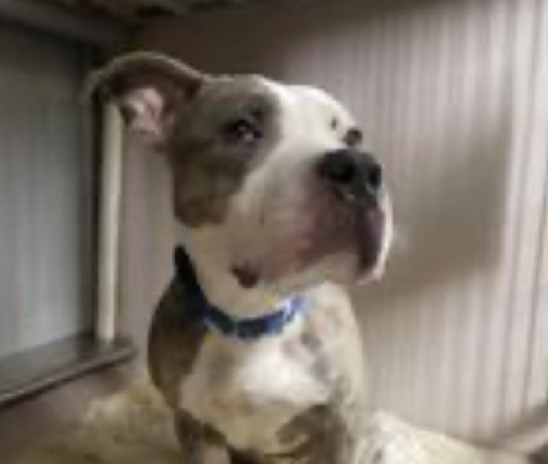 TomJumboGrumbo's tweet photo. Struggling to cope with kill-pound life, Marlin #164761 is biting the bars and the lock on his kennel. He arrived as a social but underweight stray. He’s well behaved out of his kennel, but returns extremely stressed. TBK in NYCACC Thursday, dog friendly and a GOOD boy. Save him: please, pledge, RT Marlin!

https://t.co/AjtARmKrWz