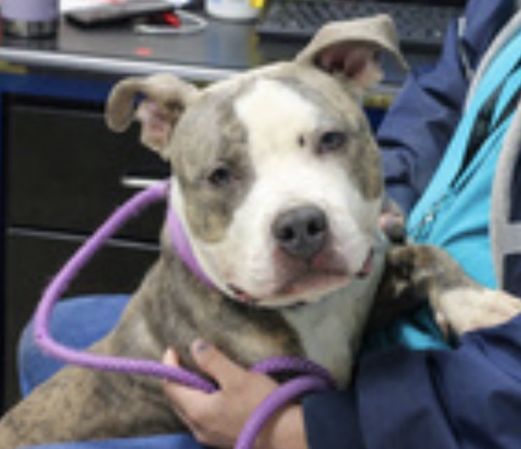 TomJumboGrumbo's tweet photo. Struggling to cope with kill-pound life, Marlin #164761 is biting the bars and the lock on his kennel. He arrived as a social but underweight stray. He’s well behaved out of his kennel, but returns extremely stressed. TBK in NYCACC Thursday, dog friendly and a GOOD boy. Save him: please, pledge, RT Marlin!

https://t.co/AjtARmKrWz
