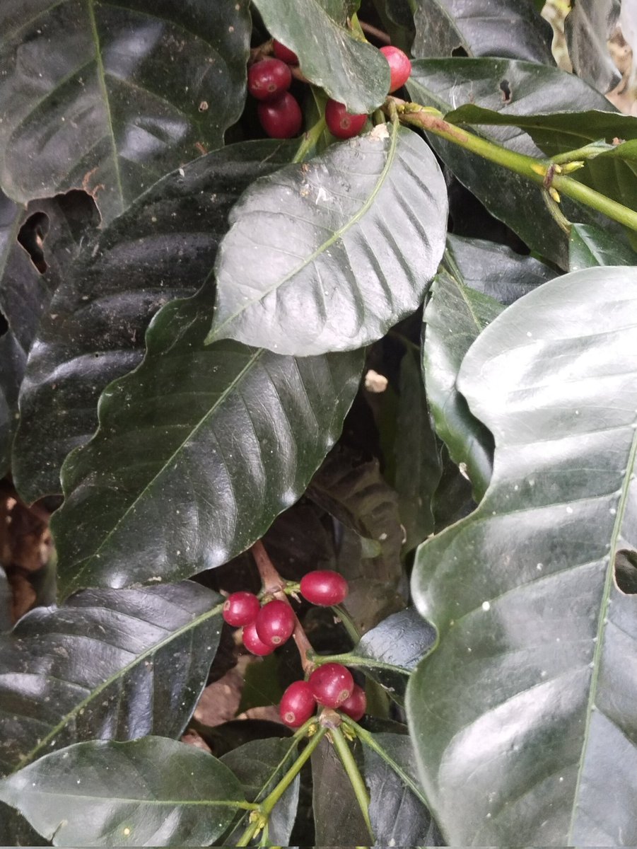 YeilorEspinel's tweet photo. #Colombia y #Cundinamarca, saben a #Colombita. Excelente su proclama: "Tómese un café. De olleta, de greca o 'sofisticado'. Con panela, con tizón o bien trancado. Pa'l trasqnocho, pa'l negocio o madrugado. Sea solo o acompañado, tómese un café colombiano." ¡Gracias amigos (as)! https://t.co/x4aaiI3Sza